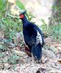 Kaleej Pheasant Lophura leucomelanos by Dr. Raju Kasambe IMG 1181 (4).jpg