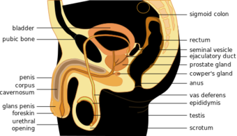 Male anatomy en.svg