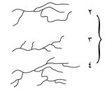 الشكل النباتي للجزيئات المتماثرة