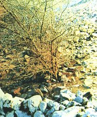 قبر أبي ذر الغفاري.jpeg