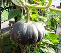 Pumpkin attached to a stalk