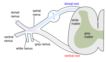 Spinal nerve.svg