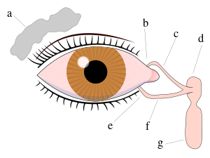 Tear system.svg