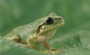 Odorrana anlungensis.jpg