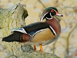 Wood Duck (Aix sponsa), Parc du Rouge-Cloître, Brussels.jpg