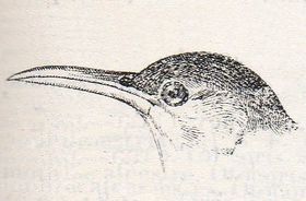 صورة معبرة عن الموضوع قنبرة طويلة المنقار