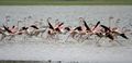 Greater Flamingoes Phoenicopterus roseus taking off