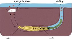 دودة الرمل Arenicola تعيش في أنبوب رملي بشكل حرف L تصنعه في الرمل بين منطقة المد والجزر من الشاطئ.