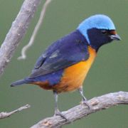 Elegant euphonia (Euphonia elegantissima)