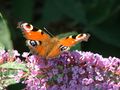 Peacock butterfly on purple buddleia, Holy Isle.