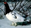 Ptarmigan