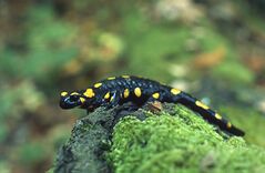 An individual of a fire salamander