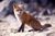 Vulpes vulpes sitting.jpg