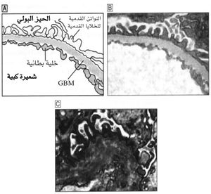 طبقات الغشاء الكبي.jpg
