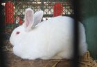 Czech Albino Rabbit 2.jpg