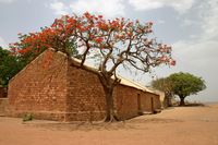Royal Poinciana against brick building in Mali