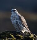 Gyr falcon - Falco rusticolus - Fálki 2.jpg