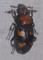 Nicrophorus americanus - Sankt-Peterburg.jpg