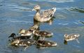 Female Mallard with ducklings