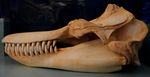 Killer whale (Orcinus orca) skull