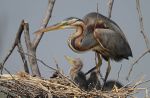Ardea purpurea -Lake Baringo, Great Rift Valley, Kenya -adult and chicks-8.jpg