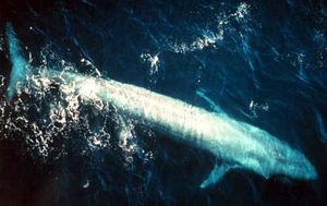 Bluewhale877.jpg