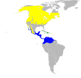 صورة معبرة عن الموضوع هازجة صفراء