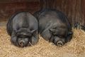 Pot-bellied pigs, Lisbon Zoo, Portugal