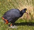 Riesenblaesshuhn fulica gigantea Chile crop.jpg