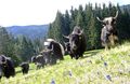 Yaks in Styria, Austria