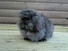 Zashion's Beatrice, Mini Lion Lop.jpg