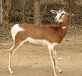 Mhorr Gazelle