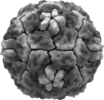 Rhinovirus isosurface.png