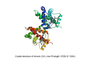 Rice Phytogb1 figure.tif