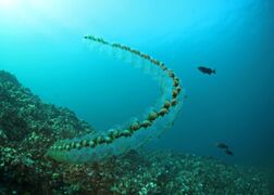 Salp chain