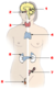 Illu endocrine system.png