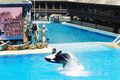 Orca 02.jpg