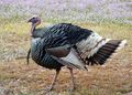 Wild Turkey (6384983627).jpg