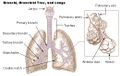 Bronchi, bronchial tree, and lungs