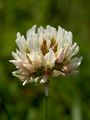 A White Clover flower.