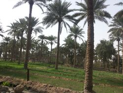 النخيل في قضاء الدجيل