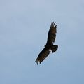 Lesser yellow-headed vulture