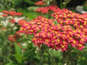 Red Yarrow