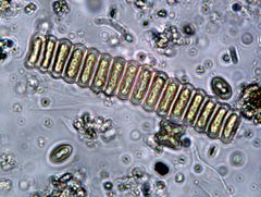 Scenedesmus bijunga EPA.jpg