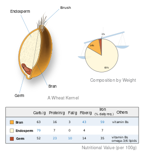 Wheat-kernel nutrition.svg