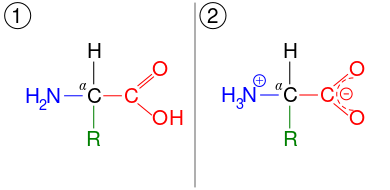 An amino acid, illustrated in two different ionization states. First, it has a neutral amine and neutral carboxylic acid. Second, it has a protonated ammonium cation and deprotonated carboxylate anion.