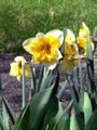 White and yellow Narcissus