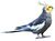 Cockatiel Parakeet (Nymphicus hollandicus)9 white background.jpg