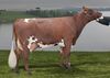 NRF NorwegianRed daughter 10579 Eggtroen.jpg