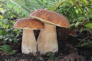 (Gemeine Steinpilz) Boletus edulis.jpg